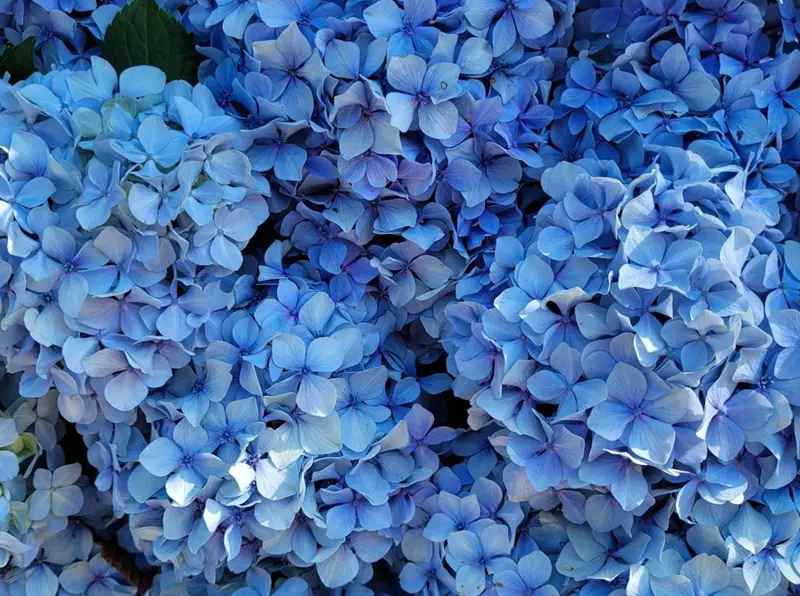 Hortensia bleu