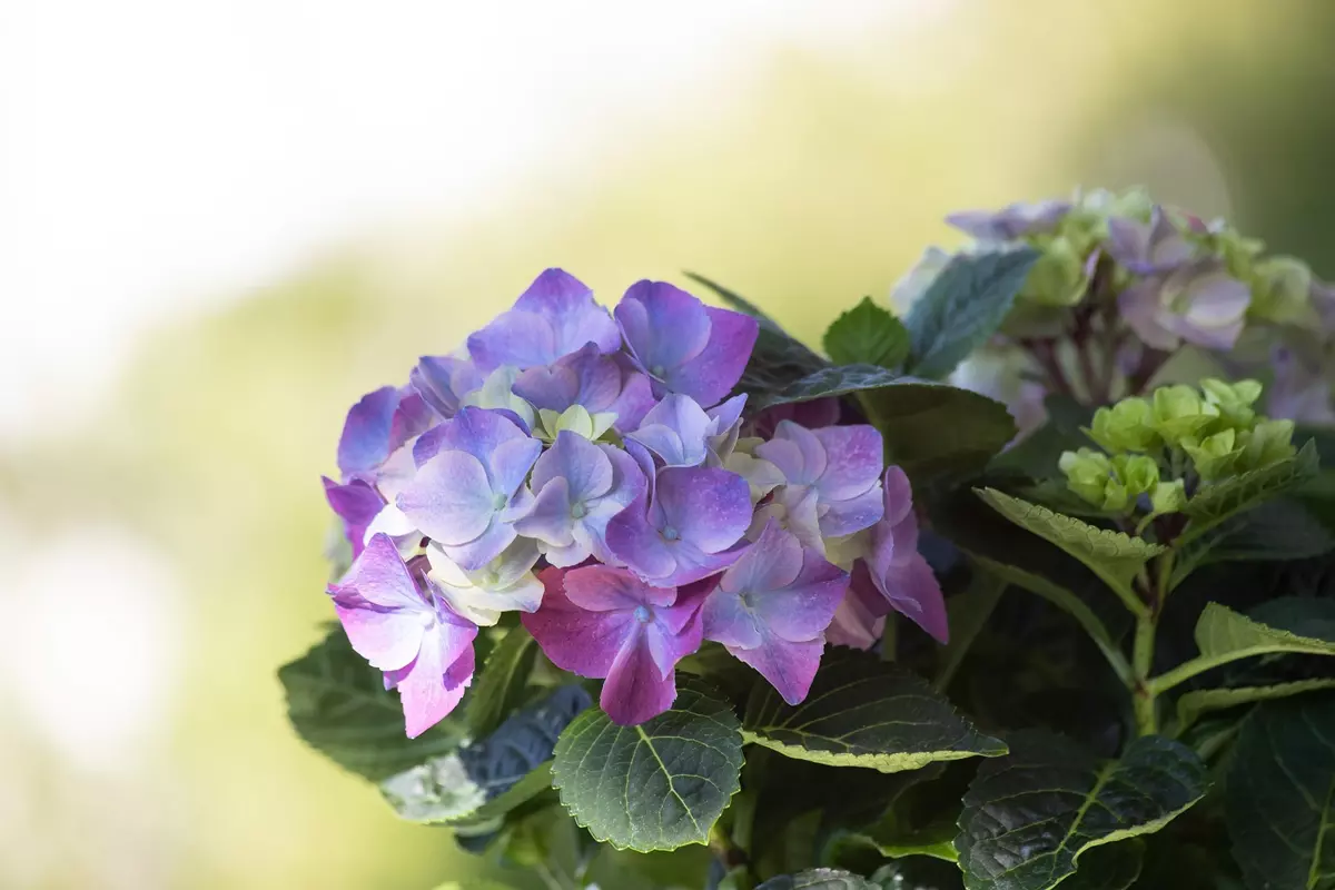 Hortensia aux fleurs rose et bleu dans un jardin suisse