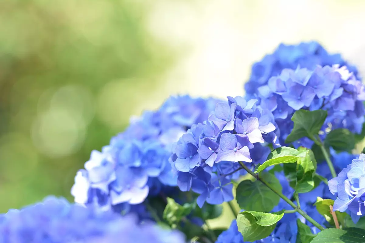 Magnifique hortensia bleu en pleine floraison
