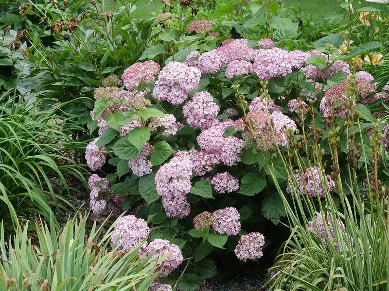Hydrangea arborescens 'INCREDIBALL BLUSH' avec ses plantes compagnes